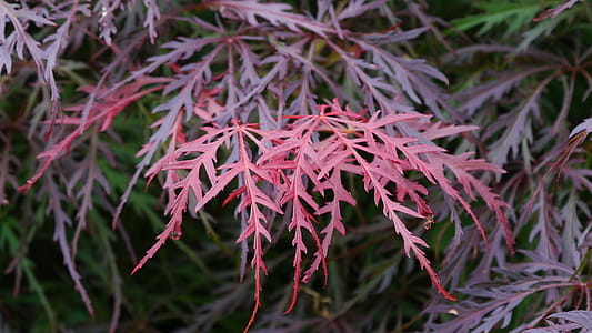 New leaf growth of a Japanese red maple tree with lacey leaves. thumbnail
