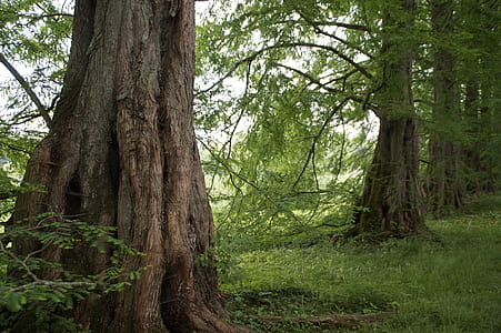 green leafed trees at daytime thumbnail
