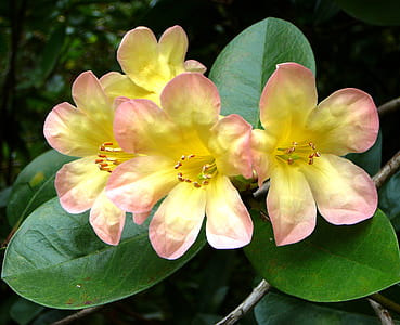 yellow petaled flower thumbnail