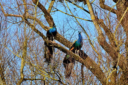 two male peacocks perched on tree thumbnail