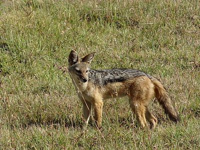 red fox on green grass thumbnail