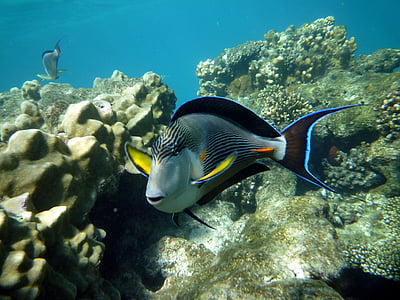underwater photo of black and gray pet fish thumbnail