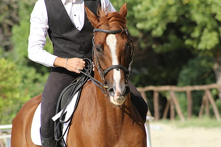 man riding on brown horse thumbnail