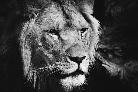 grayscale closeup photo of lion thumbnail