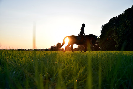silhouette of person riding on horse on grass field during sunset thumbnail
