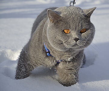gray cat on snow thumbnail