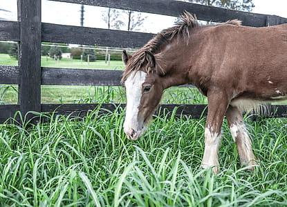 Young Horse Beside Fence thumbnail