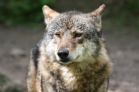 gray wolf in selective focus photography thumbnail