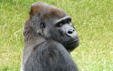 gorilla on green grass thumbnail