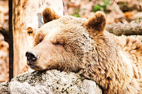 bear lying on rock thumbnail