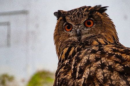Selective Focus Photo Of Owl thumbnail