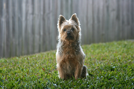 adult gold and blue Yorkshire terrier thumbnail