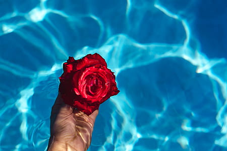 Fresh garden rose on the blue water of a swimming pool on a warm summer day thumbnail