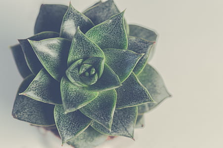 close-up photography of green snake plant thumbnail