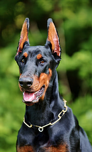 adult black and tan Doberman pinscher on selective focus photo thumbnail