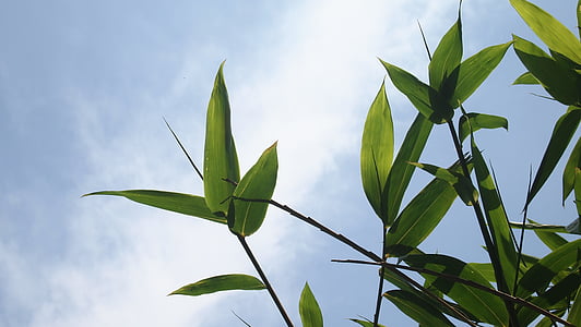 green leafed plant thumbnail