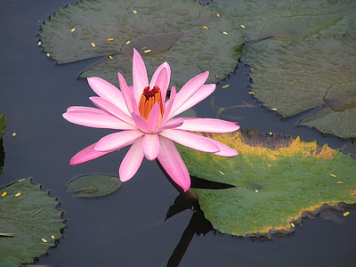 close-up photography of pink lotus flower on body of water during daytime thumbnail