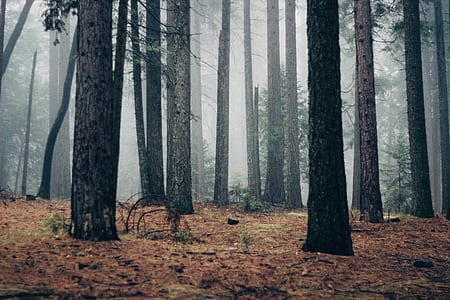 trees surrounded by fogs thumbnail