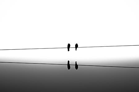 grayscale photography of two birds perching on cable thumbnail