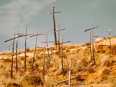 brown wooden cross on field thumbnail