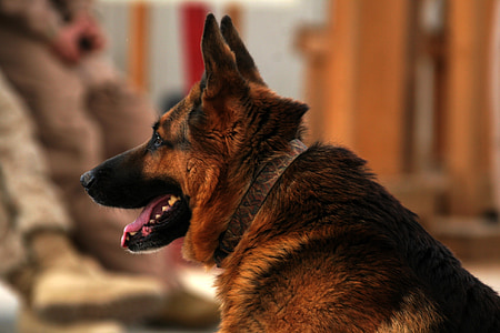 selective focus photography of adult black and tan German shepherd wearing collar thumbnail