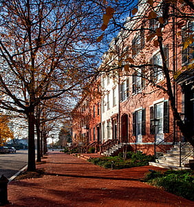 bare tree near building at daytime photo thumbnail