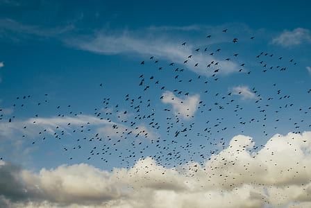 birds in sky during daytime thumbnail