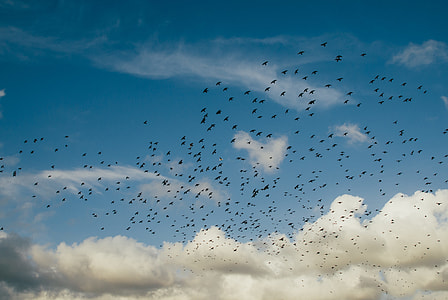 flock of birds flying under blue sky with heavy clouds thumbnail