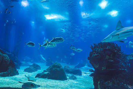 pet fishes in aquarium thumbnail