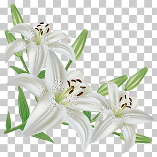 Lilium candidum Flower Easter lily Arum-lily , White Lilium , three white flowers PNG clipart