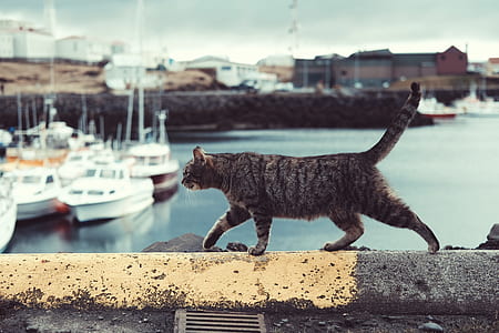 gray tabby cat walking on concrete pavement thumbnail