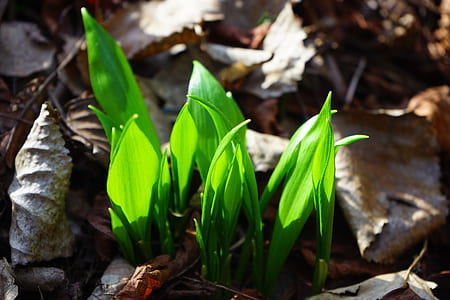 selective focus photo of green plants surrounded by dried leaves thumbnail