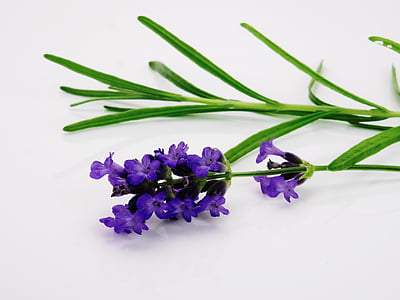 purple petaled flower on white textile thumbnail
