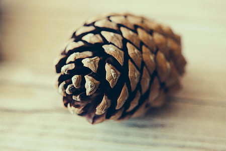 brown pinecone on brown surface thumbnail