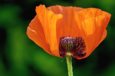 red poppy flower in bloom close up photo thumbnail
