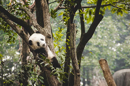white and black panda on top of gray wooden tree thumbnail