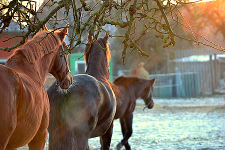 bokeh photography of standing horse near pond body of water under clear sky during daytime thumbnail