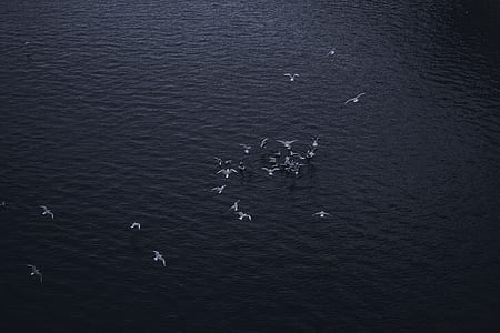 flock of gray bird at sea thumbnail
