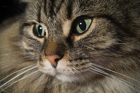 close-up photo of silver tabby cat thumbnail