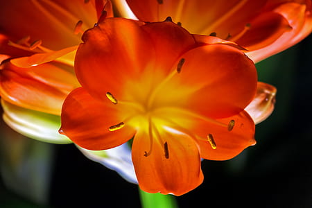 macro photo of orange clivia flower thumbnail