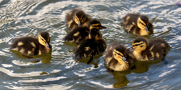 flock of ducks on body of water thumbnail