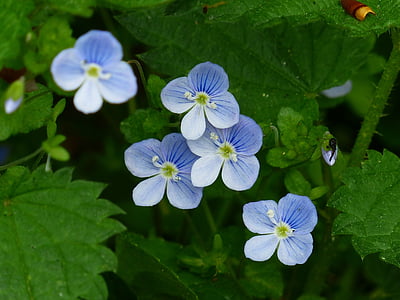 purple petaled flowers in bloom close up photo thumbnail