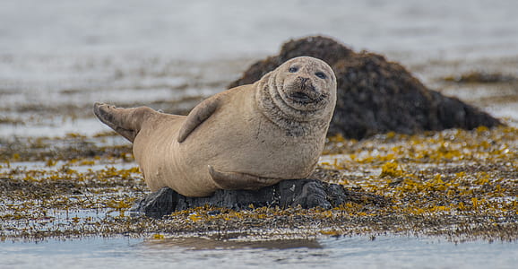 gray sea lion on shoreline thumbnail