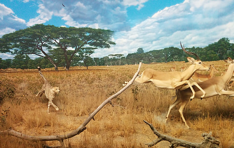 leopard running after deer painting thumbnail