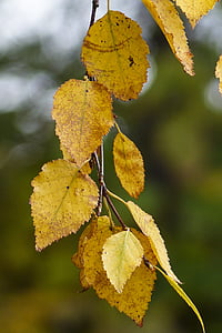 selective focus photography of yellow leaf thumbnail
