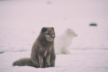 two gray and white snow foxes thumbnail