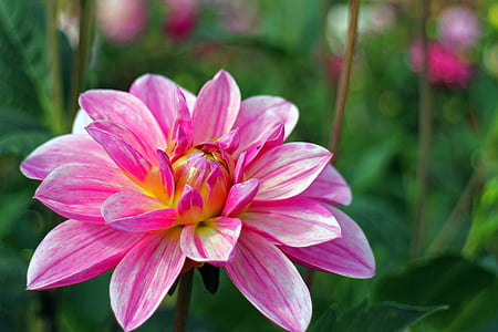 closeup photo of pink petaled flower thumbnail