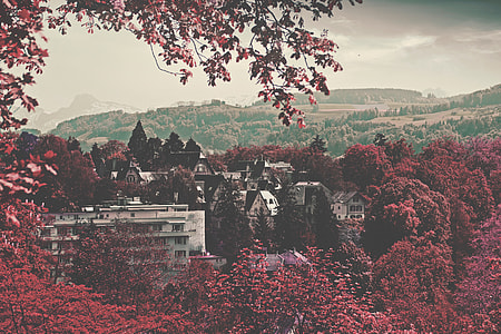 birds eye view panorama photography of village surrounded with red leafed trees thumbnail