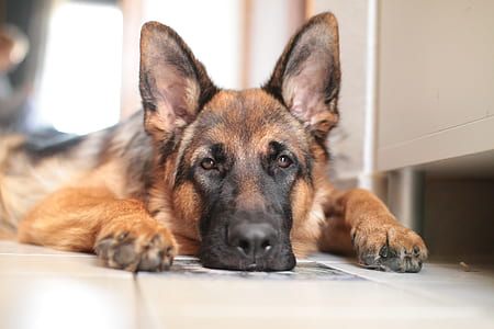 adult black and tan German shepherd lying on white floor tiles thumbnail