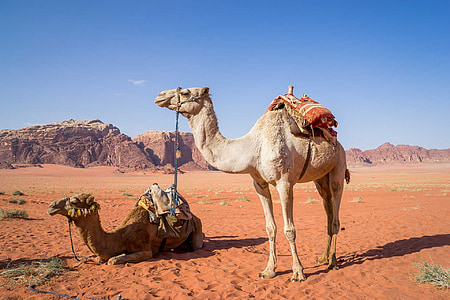 two brown and white camel near brown mountains under blue sky at daytime thumbnail